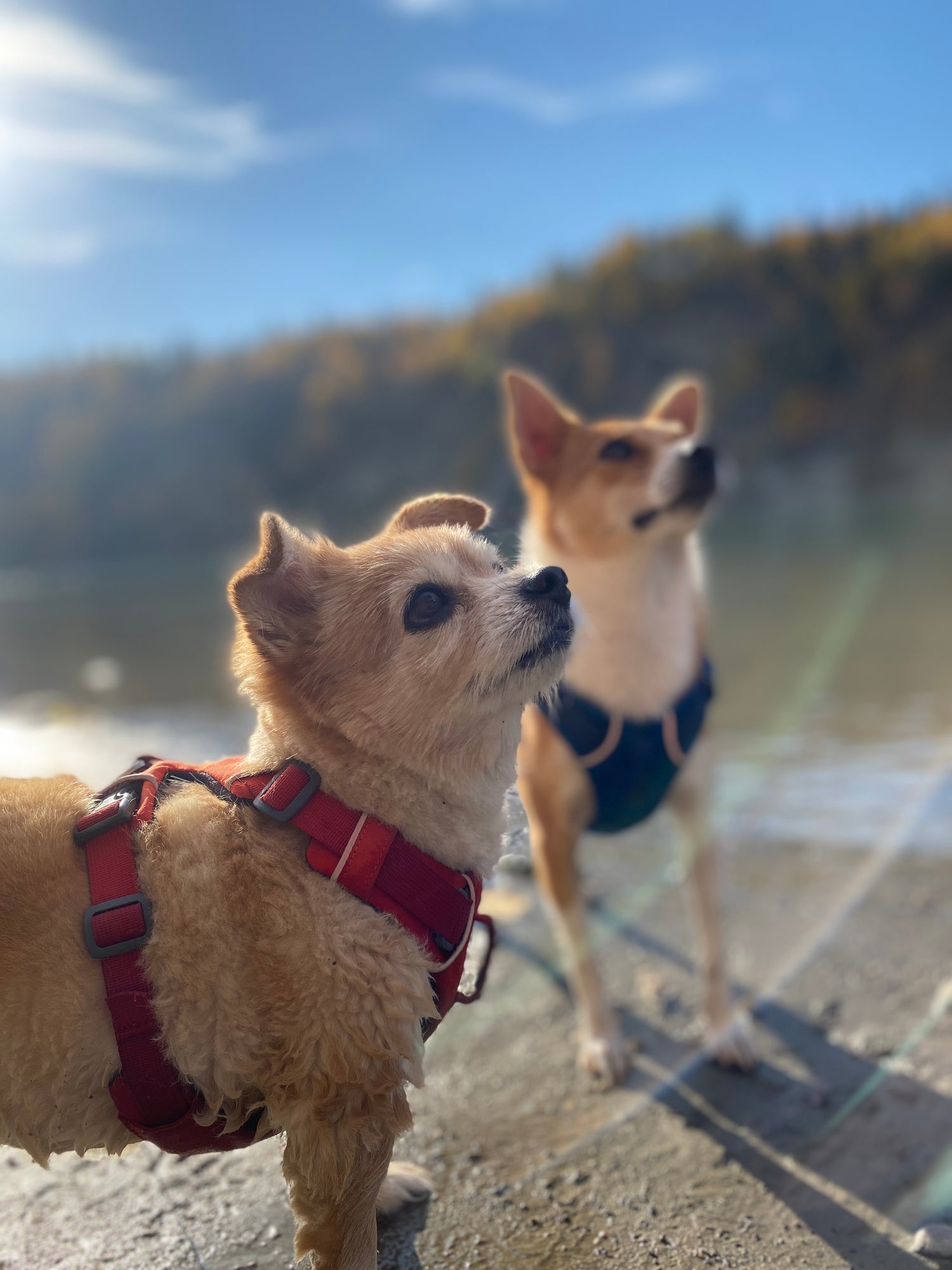 Two happy dogs adopted by their owner are looking up at their human companion while out for a walk by a peaceful lake.